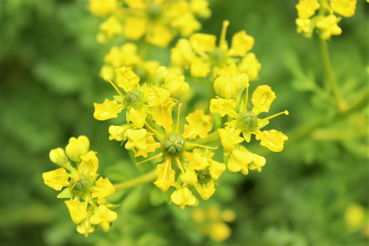 50 Yellow Rue (Ruta Graveolens) Seeds