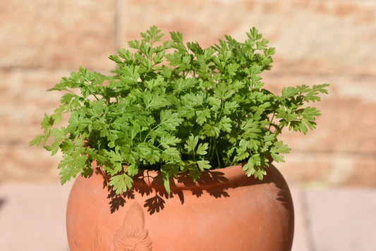 Garden Chervil (Anthriscus cerefolium) Seeds – 150 ct