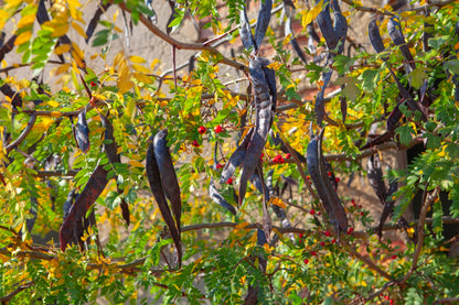 10 Thornless Honeylocust (Gleditsia Triacanthos Inermis) Seeds