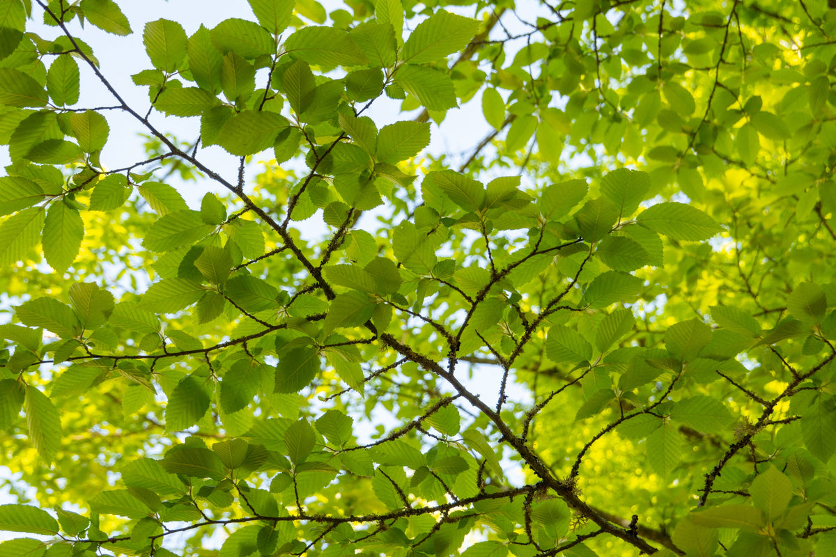 American Elm (Ulmus americana) Seeds – 25 ct