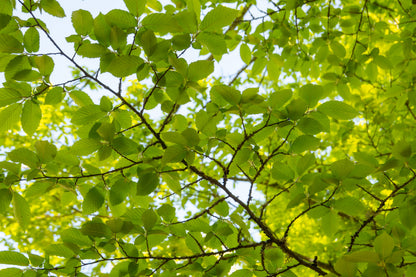 American Elm (Ulmus americana) Seeds – 25 ct