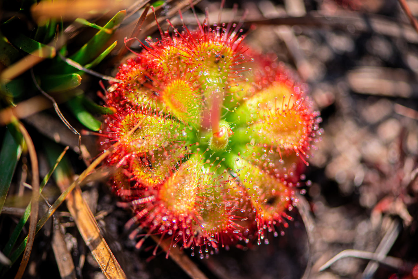 10 Carnivorous Sundew Plant (Drosera) Seeds