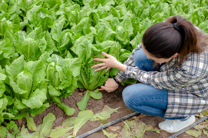 3000 Parris Island Romaine Lettuce (Lactuca Sativa) Seeds