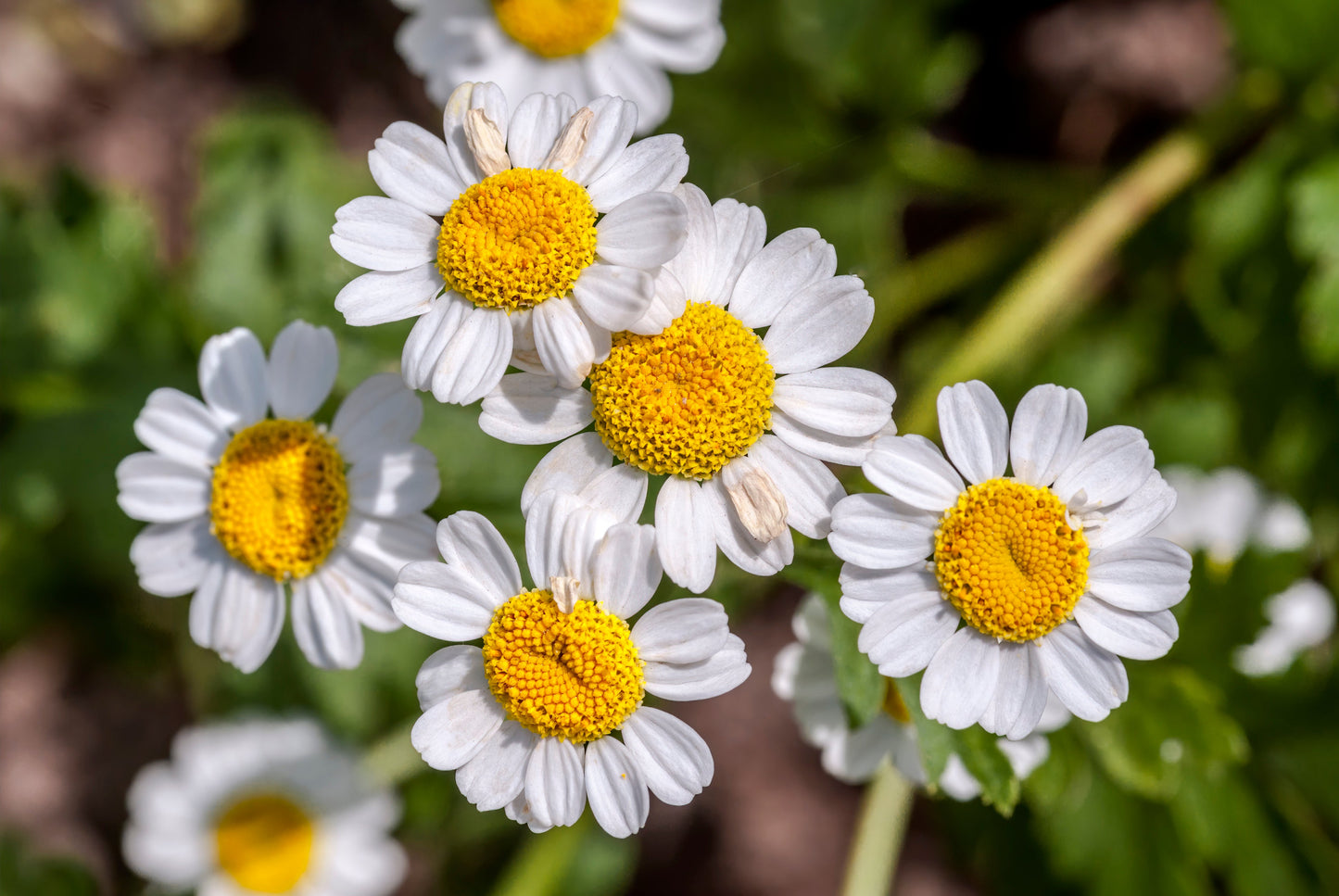 300 Feverfew (Tanacetum Parthenium) Seeds