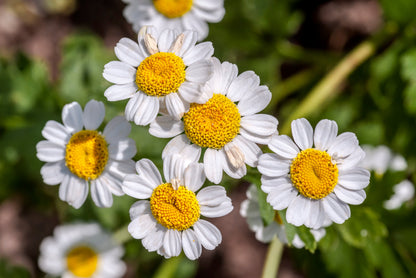 300 Feverfew (Tanacetum Parthenium) Seeds