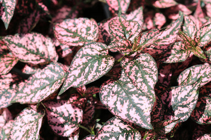 Pink Splash Select Polka Dot Plant (Hypoestes phyllostachya) Seeds – 10 ct