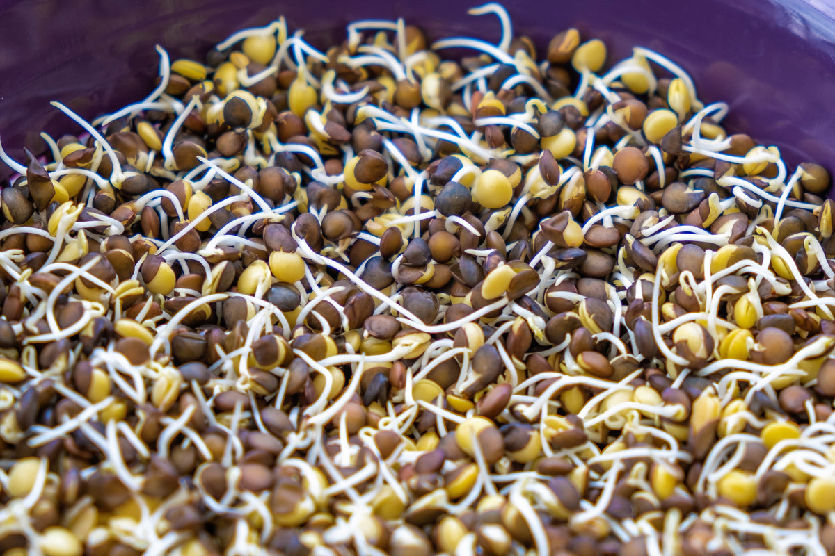 100 Black Lentil (Lens Culinaris) Seeds