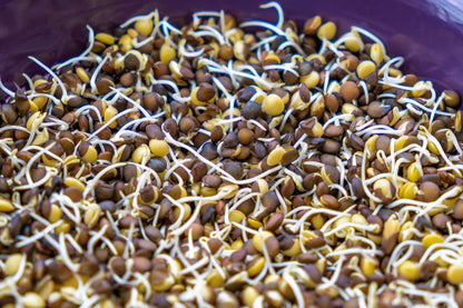 100 Black Lentil (Lens Culinaris) Seeds