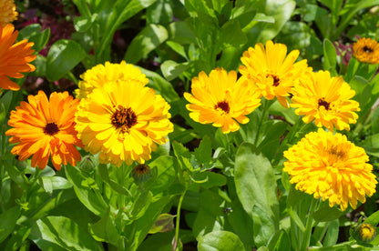 500 PAcific Beauty Marigold (Calendula Officinalis) Seeds