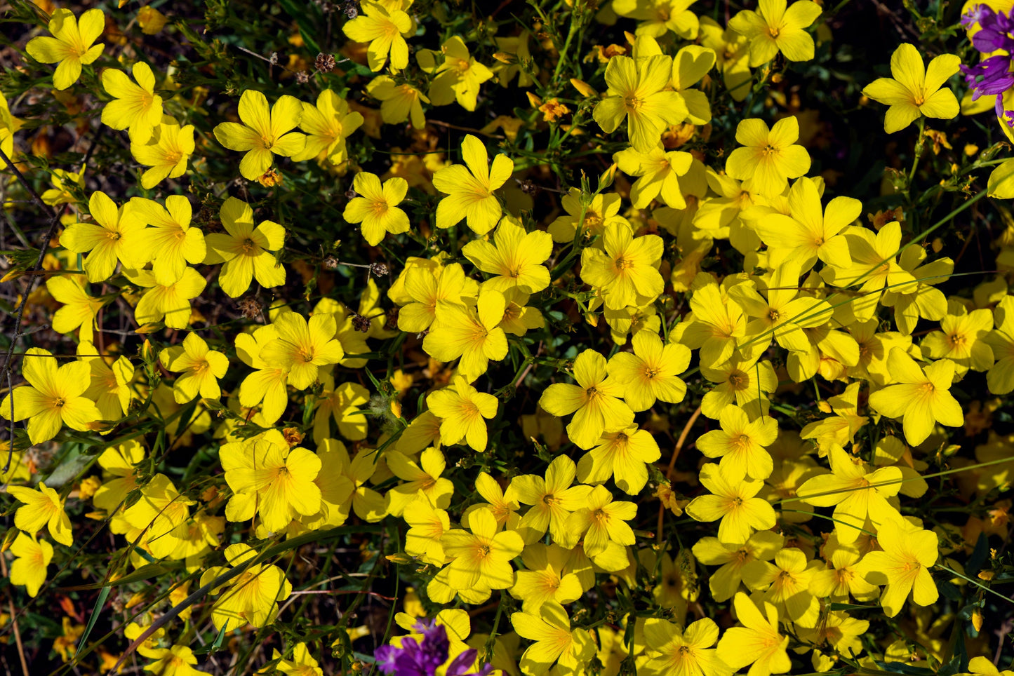 500  Golden Flax/Linseed (Linum Flavum) Seeds