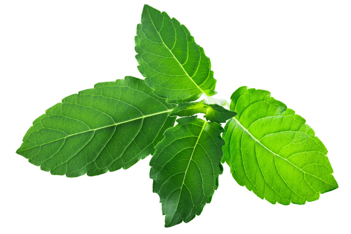 Green Holy Basil (Tulsi) (Ocimum tenuiflorum) Seeds – 250 ct