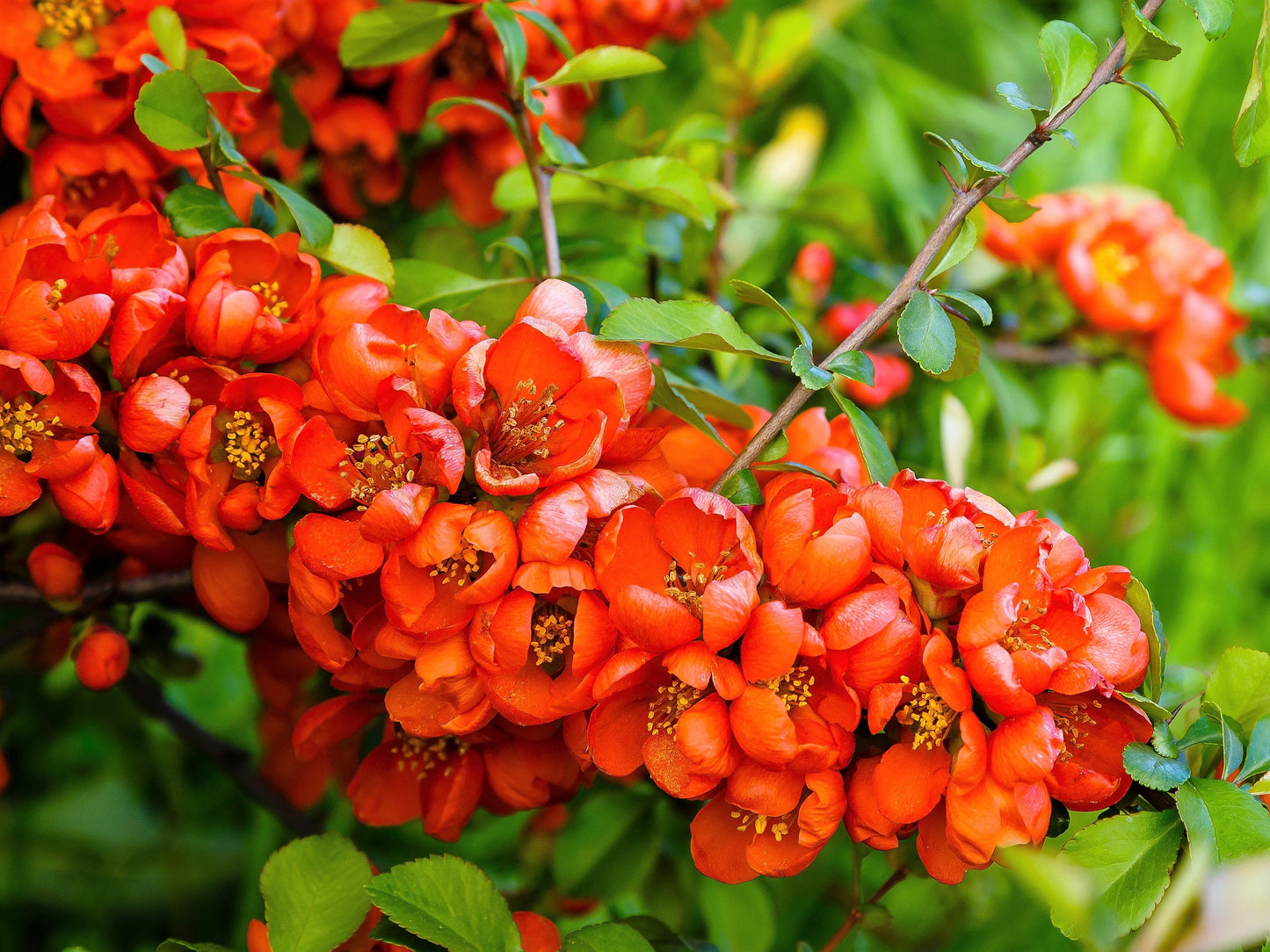 30 Flowering Quince (Chaenomeles Speciosa) Seeds