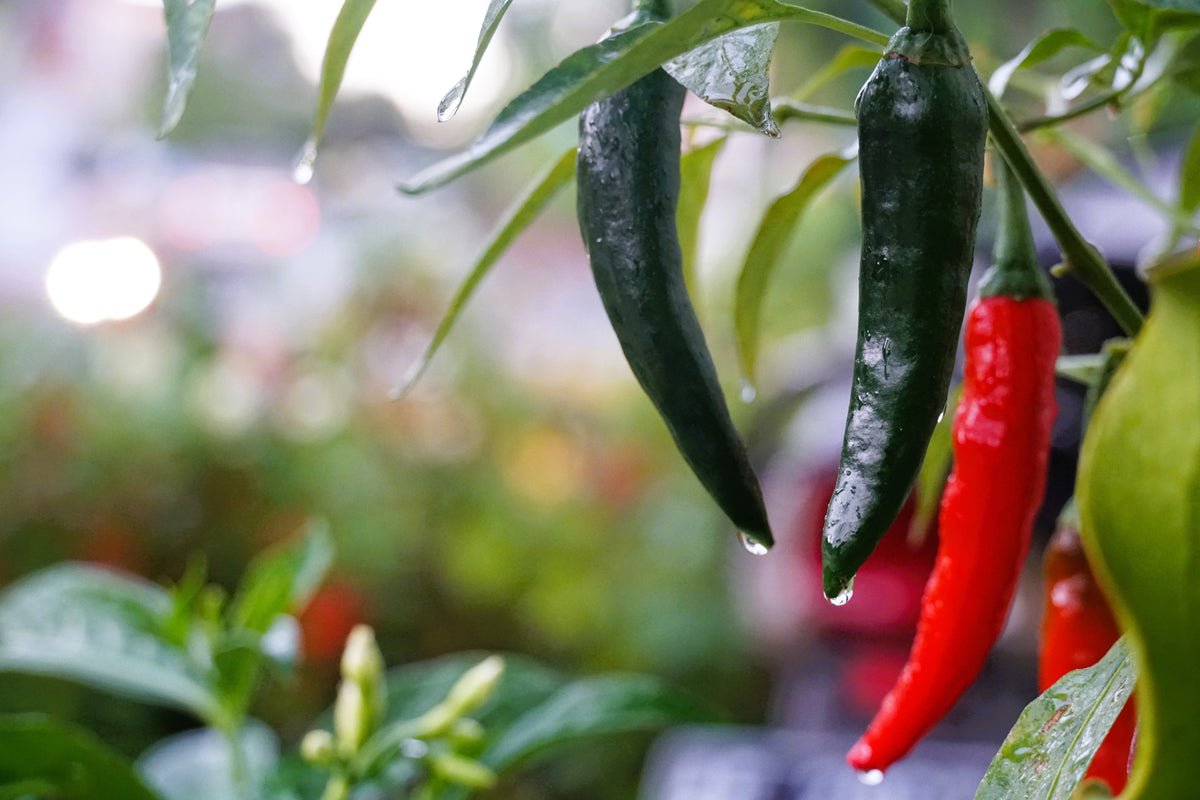 200 Serrano Tampiqueno Pepper (Capsicum Annuum) Seeds