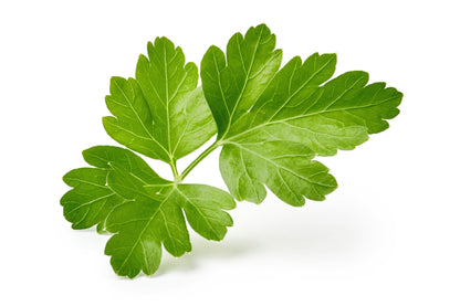 1000 Italian Flat Leaf Parsley (Petroselinum Crispum Neapolitanum) Seeds