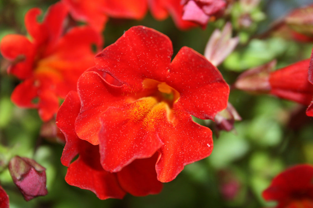 100 Twinkle Red Money Flower (Mimulus) Seeds