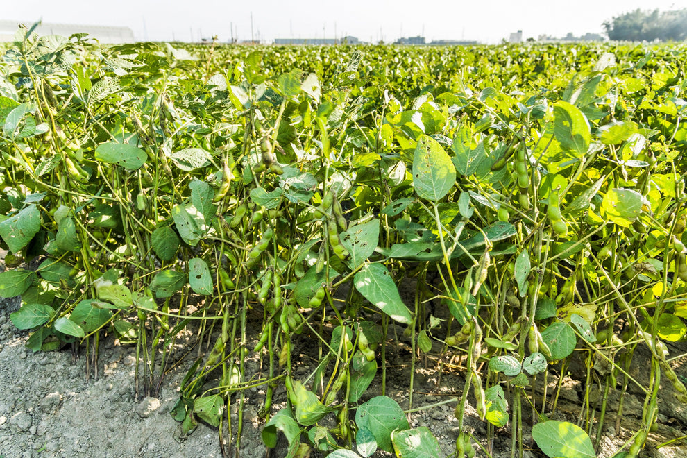 50 BLACK BEAN (Black Turtle Bush Bean) Phaseolus Vulgaris Vegetable Se ...