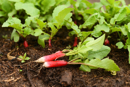 750 French Breakfast Radish (Raphanus Sativus) Seeds