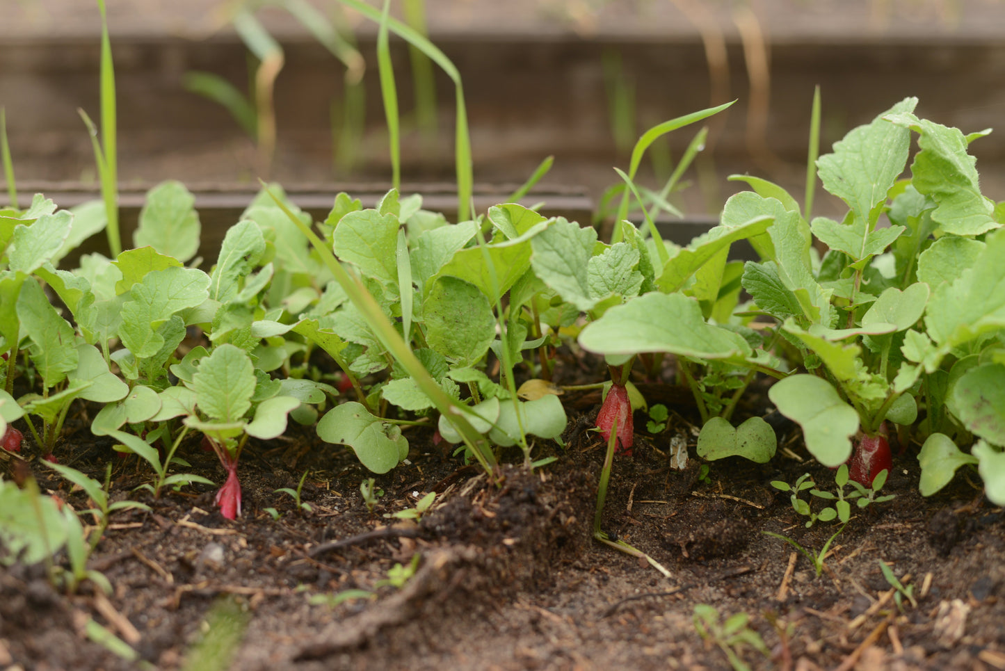 100 China Rose Radish (Raphanus Sativus) Seeds
