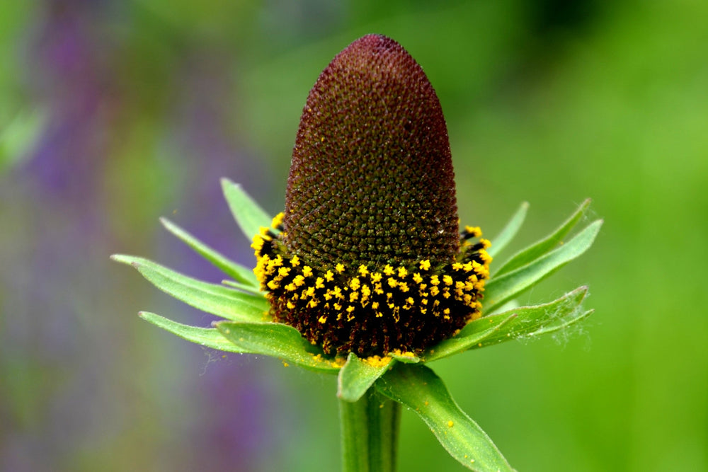 30 Western Coneflower (Rudbeckia Occidentalis) Seeds
