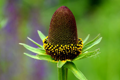 30 Western Coneflower (Rudbeckia Occidentalis) Seeds
