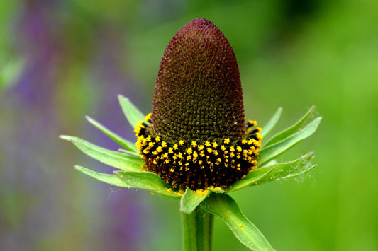 30 Western Coneflower (Rudbeckia Occidentalis) Seeds