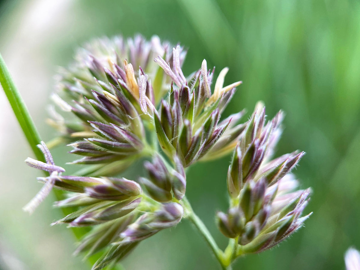 3000 QUICKDRAW ORCHARDGRASS Cat Grass Petgrass Cocksfoot Cool-Season Sun or Shade Dactylis GlomerataPerennial Bunchgrass Quick Draw Grass Seeds