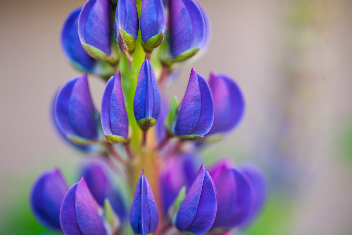 100 Perennial Lupine (Lupinus Perennis) Seeds