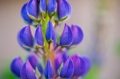 100 Perennial Lupine (Lupinus Perennis) Seeds
