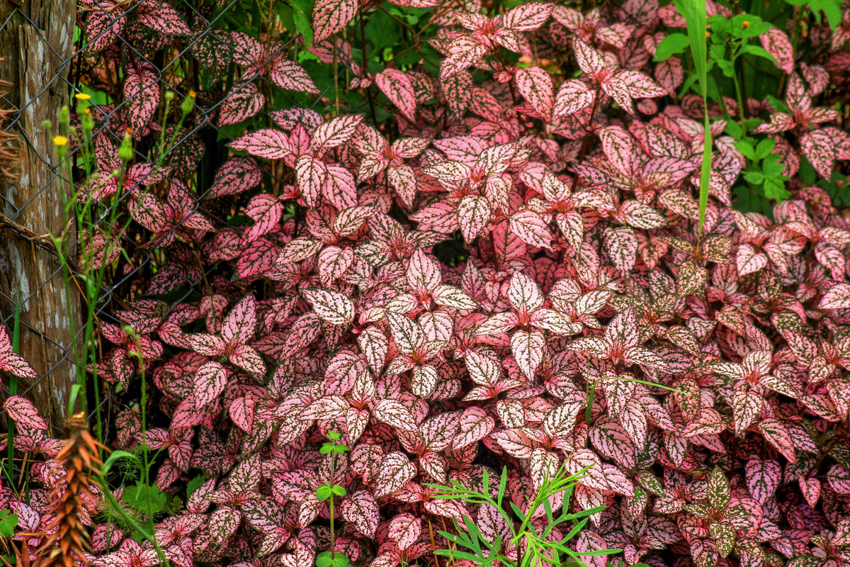 Pink Splash Select Polka Dot Plant (Hypoestes phyllostachya) Seeds – 10 ct