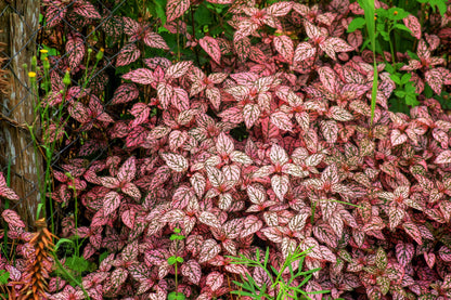 Pink Splash Select Polka Dot Plant (Hypoestes phyllostachya) Seeds – 10 ct