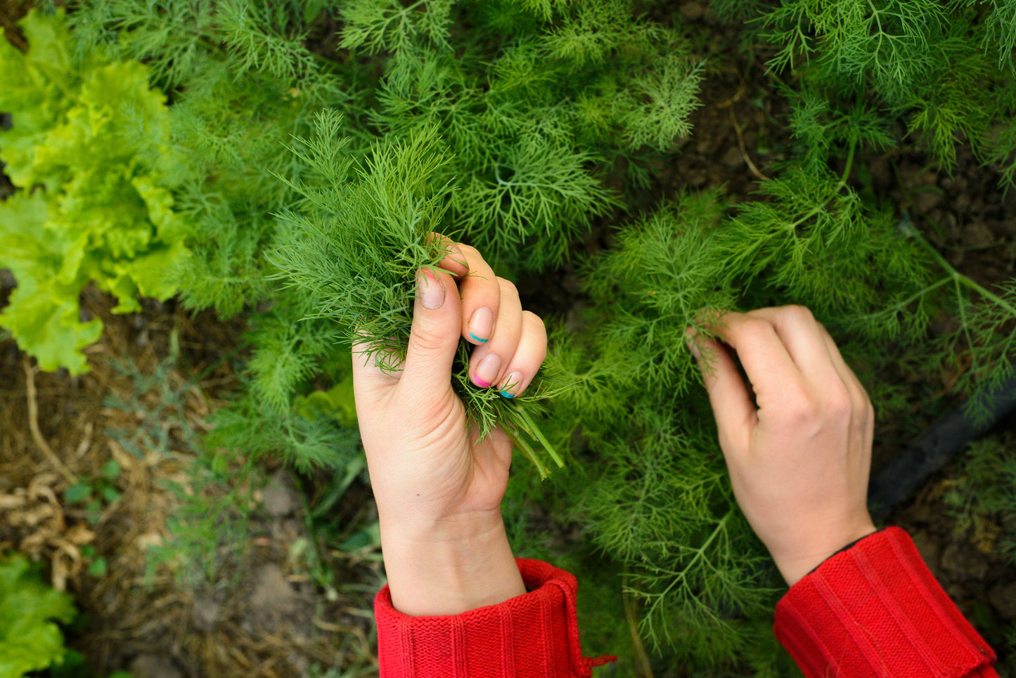 1500 Dukat Dill (Anethum Graveolens) Seeds
