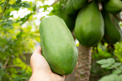 30 Papaya Tree (Carica Papaya) Seeds