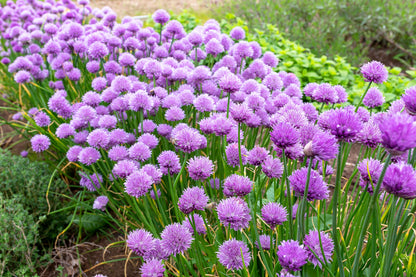 Chives (Allium schoenoprasum) Seeds – 500 ct