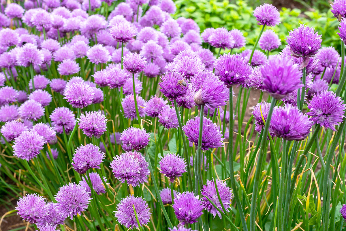 Chives (Allium schoenoprasum) Seeds – 500 ct