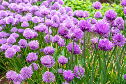 Chives (Allium schoenoprasum) Seeds – 500 ct