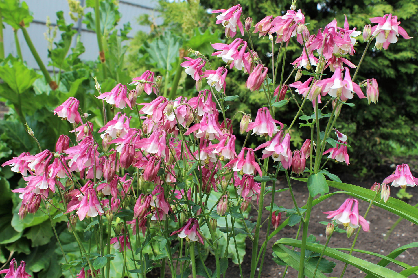 50 Rose Star Columbine (Aquilegia Caerulea) Seeds