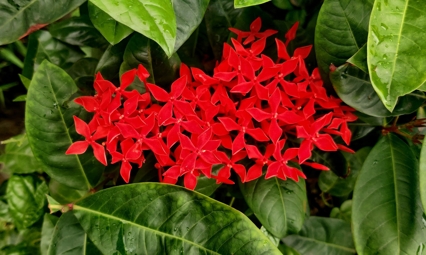 10 'Gay Butterflies' Milkweed (Asclepias Tuberosa) Seeds