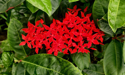 10 'Gay Butterflies' Milkweed (Asclepias Tuberosa) Seeds