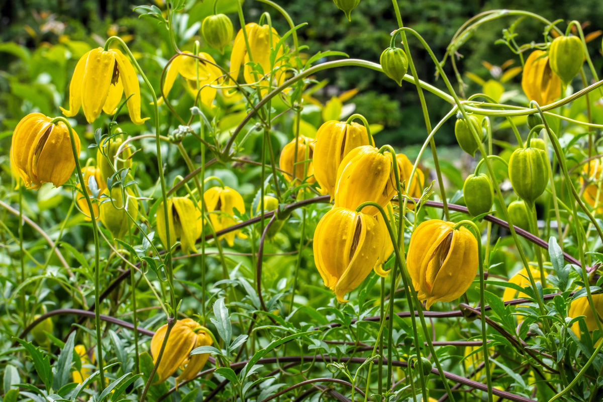 Radar Love Yellow Clematis (Clematis tangutica) Seeds – 10 ct