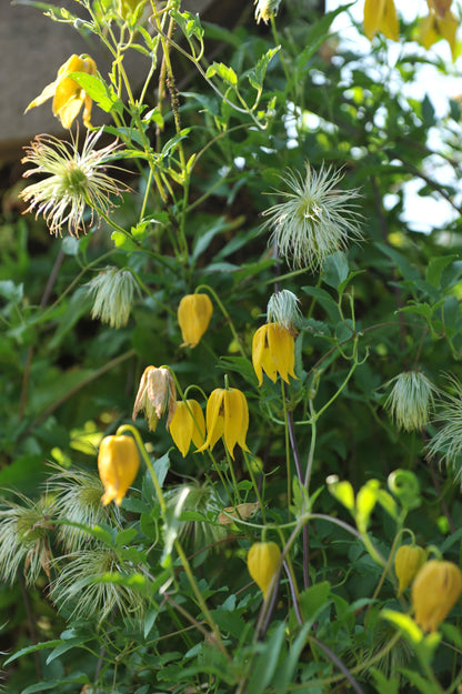 Radar Love Yellow Clematis (Clematis tangutica) Seeds – 10 ct