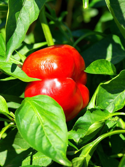 100 Pimento Pepper (Capsicum Annuum) Seeds