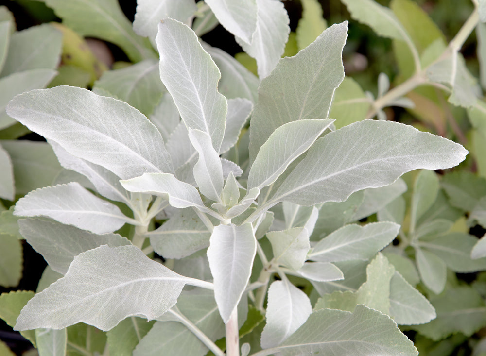 75 White Sage (Salvia Apiana) Seeds