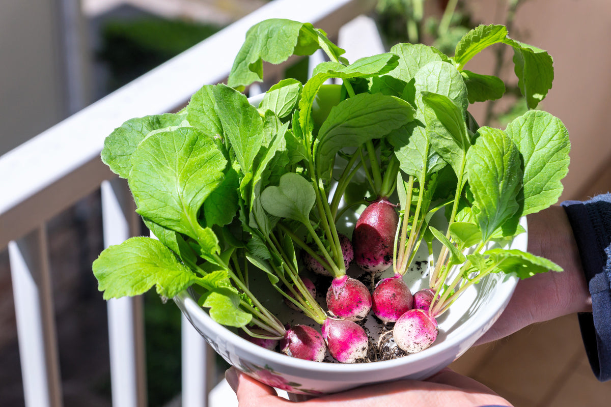 Sparkler White Tip Radish (Raphanus sativus) Seeds – 500 ct