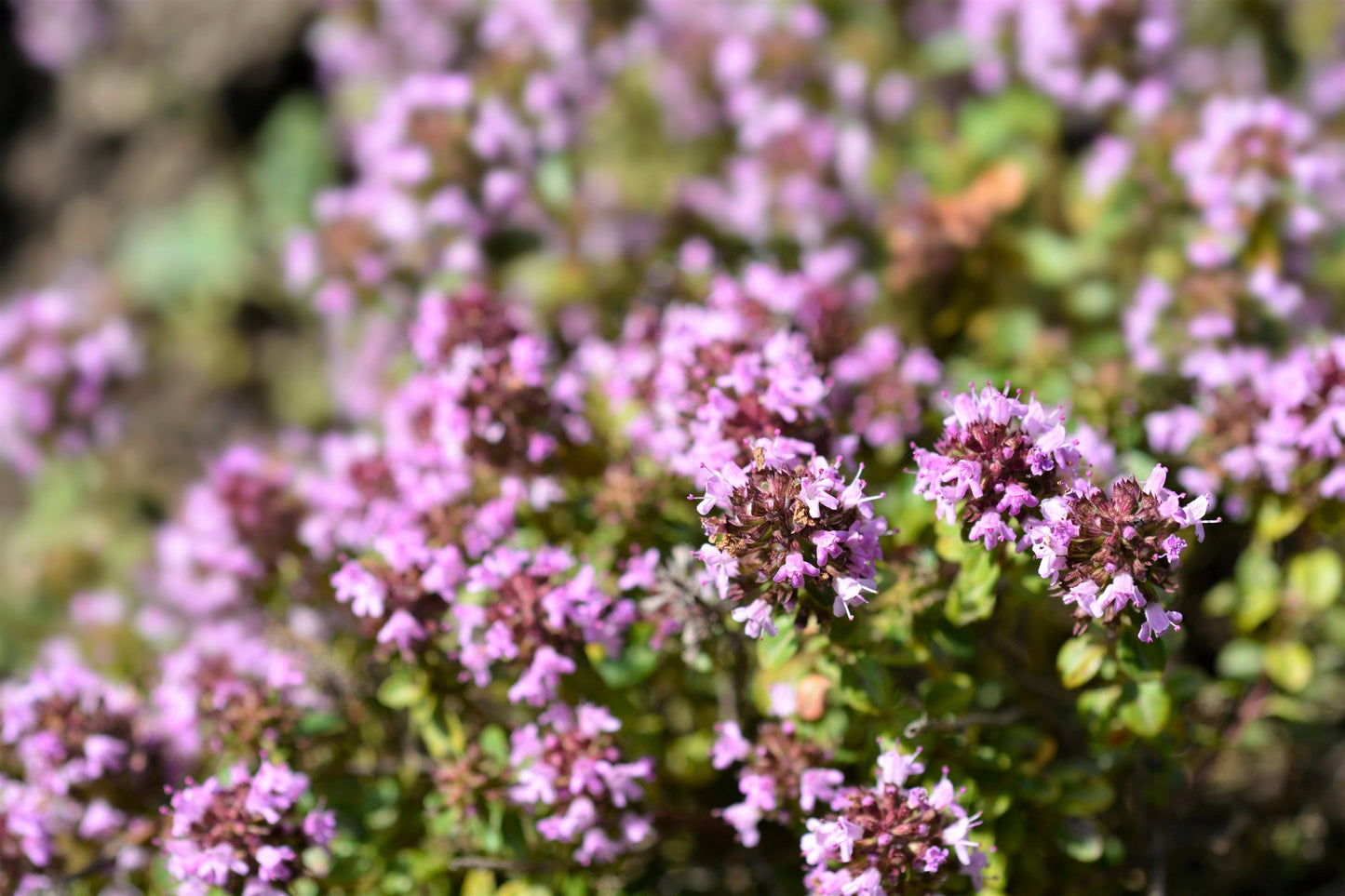 10,000 Bulk Lemon Thyme (Thymus Pulegioides) Seeds