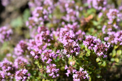 10,000 Bulk Lemon Thyme (Thymus Pulegioides) Seeds