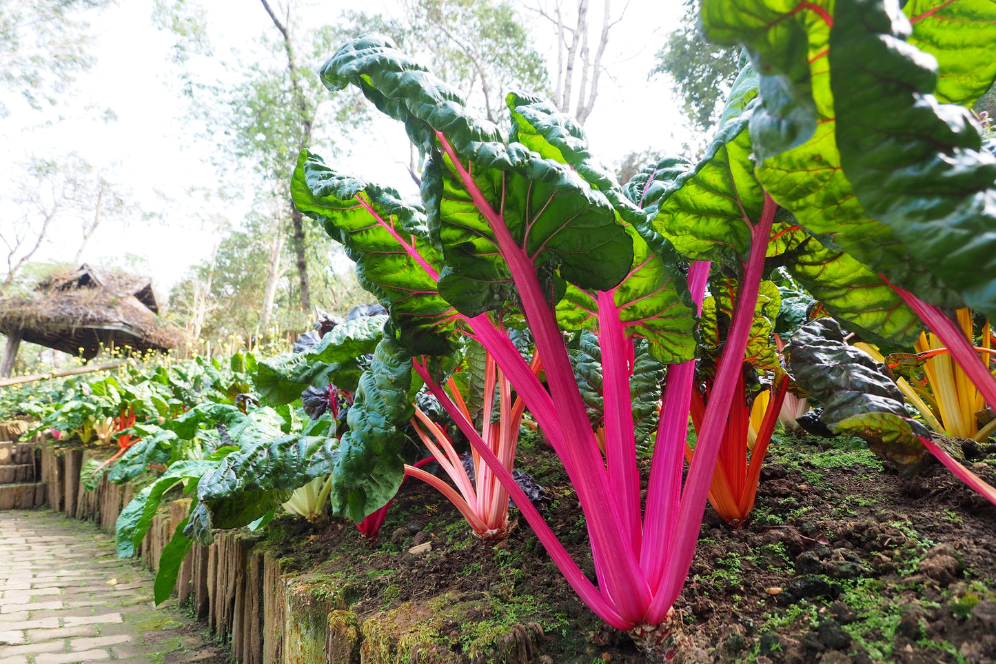 150 Rainbow Mix Swiss Chard (Beta Vulgaris) gSeeds