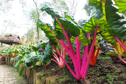 150 Rainbow Mix Swiss Chard (Beta Vulgaris) gSeeds