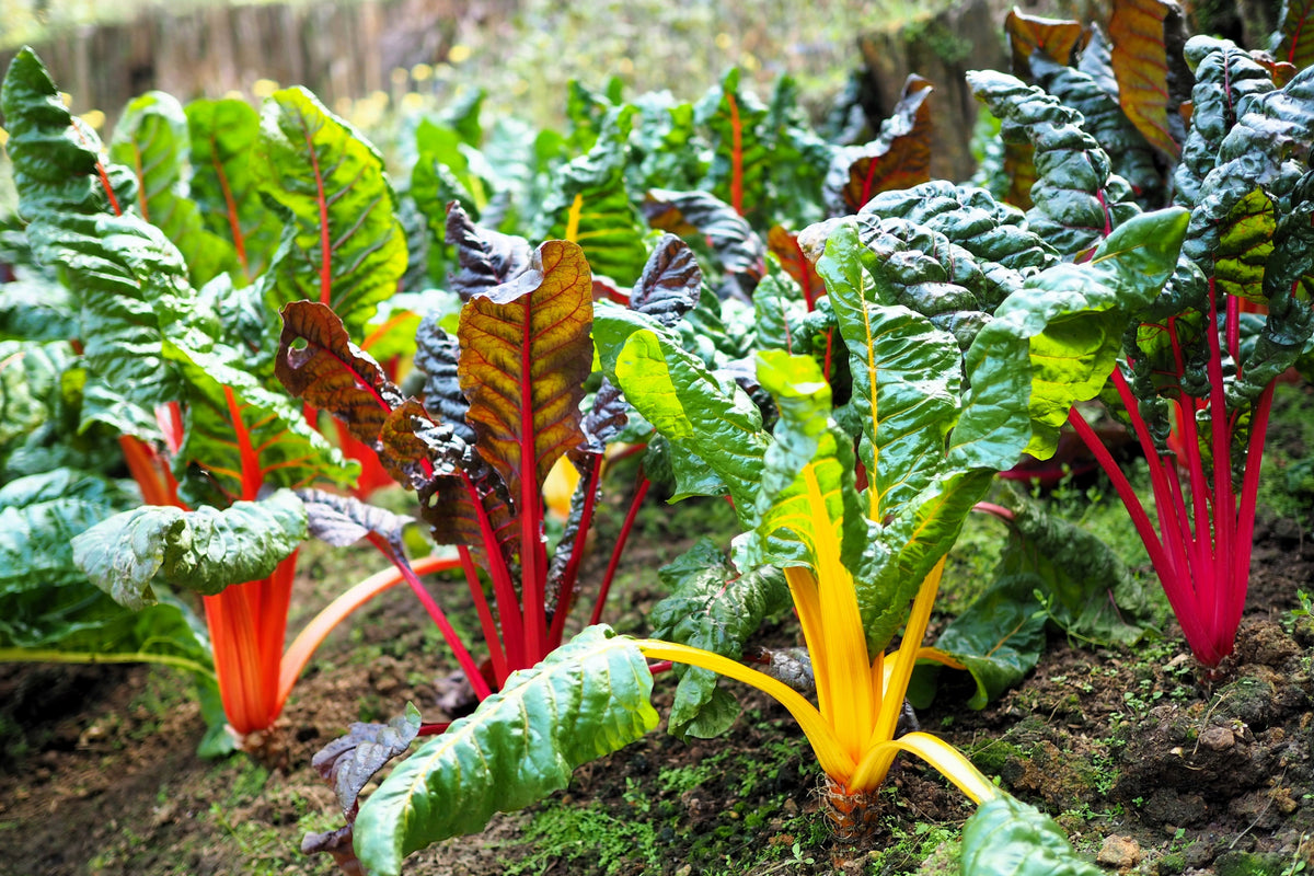 150 Mixed Colors Northern Lights Swiss Chard (Beta Vulgaris Cicla) Seeds