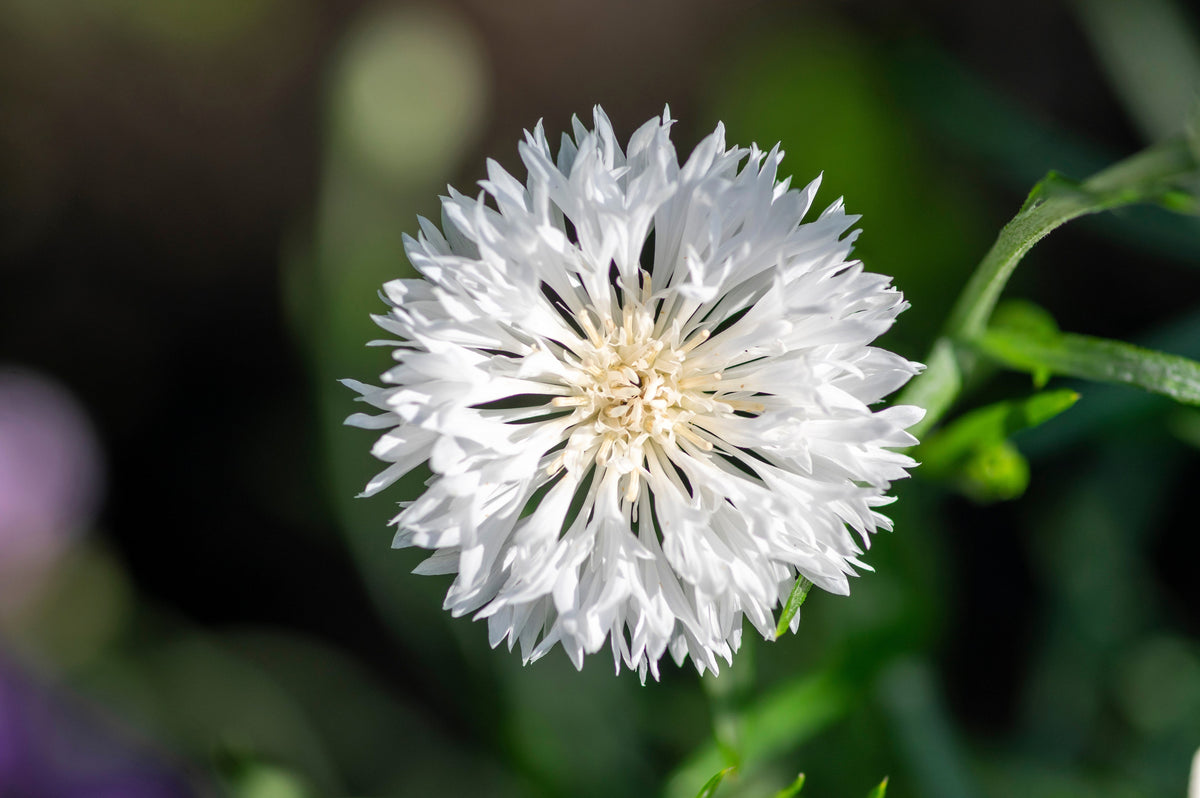750 White Bachelor's Button (Centaurea Cyanus) Seeds