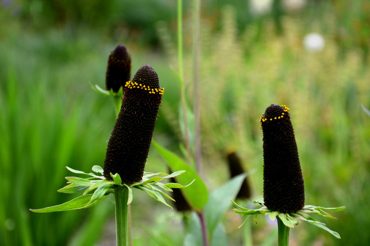 30 Western Coneflower (Rudbeckia Occidentalis) Seeds